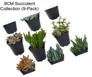 9CM Succulent Collection (9-Pack)