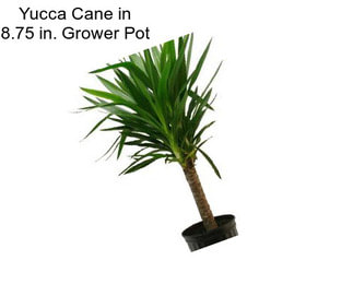 Yucca Cane in 8.75 in. Grower Pot