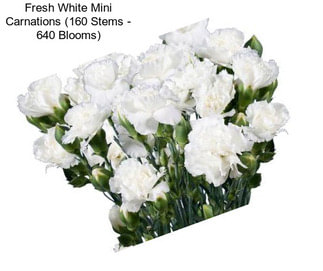 Fresh White Mini Carnations (160 Stems - 640 Blooms)