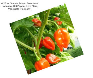 4.25 in. Grande Proven Selections Habanero Hot Pepper, Live Plant, Vegetable (Pack of 4)