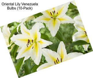 Oriental Lily Venezuela Bulbs (10-Pack)