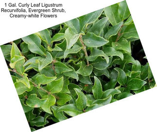 1 Gal. Curly Leaf Ligustrum Recurvifolia, Evergreen Shrub, Creamy-white Flowers