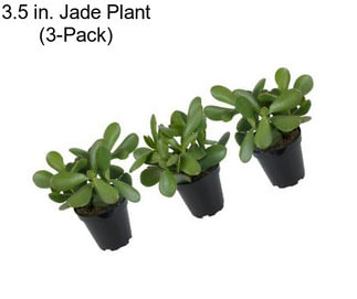 3.5 in. Jade Plant (3-Pack)