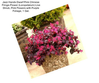 Jazz Hands Dwarf Pink Chinese Fringe-Flower (Loropetalum) Live Shrub, Pink Flowers with Purple Foliage, 1 Gal.