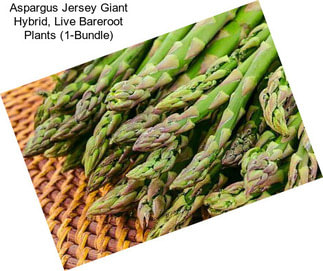 Aspargus Jersey Giant Hybrid, Live Bareroot Plants (1-Bundle)