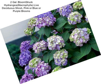 2 Gal. BloomStruck Hydrangea(Macrophylla) Live Deciduous Shrub, Pink or Blue or Purple Blooms