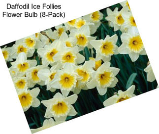 Daffodil Ice Follies Flower Bulb (8-Pack)