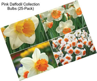 Pink Daffodil Collection Bulbs (25-Pack)