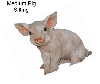 Medium Pig Sitting