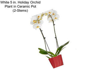 White 5 in. Holiday Orchid Plant in Ceramic Pot (2-Stems)