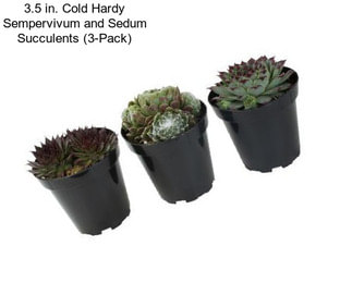 3.5 in. Cold Hardy Sempervivum and Sedum Succulents (3-Pack)
