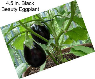 4.5 in. Black Beauty Eggplant