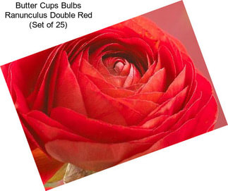 Butter Cups Bulbs Ranunculus Double Red (Set of 25)