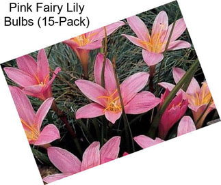 Pink Fairy Lily Bulbs (15-Pack)