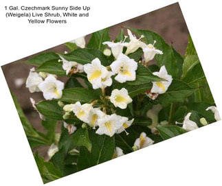 1 Gal. Czechmark Sunny Side Up (Weigela) Live Shrub, White and Yellow Flowers