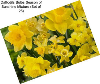 Daffodils Bulbs Season of Sunshine Mixture (Set of 25)