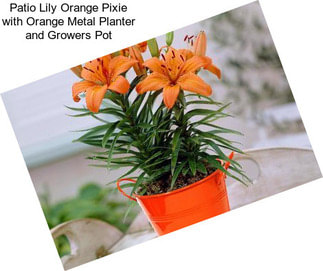 Patio Lily Orange Pixie with Orange Metal Planter and Growers Pot