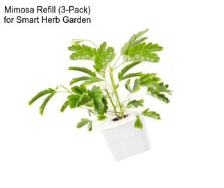 Mimosa Refill (3-Pack) for Smart Herb Garden