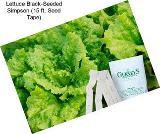 Lettuce Black-Seeded Simpson (15 ft. Seed Tape)