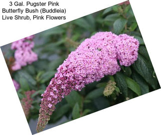 3 Gal. Pugster Pink Butterfly Bush (Buddleia) Live Shrub, Pink Flowers