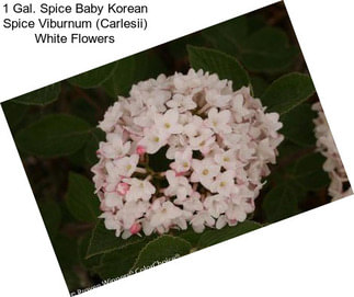 1 Gal. Spice Baby Korean Spice Viburnum (Carlesii) White Flowers