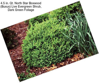4.5 in. Qt. North Star Boxwood (Buxus) Live Evergreen Shrub, Dark Green Foliage
