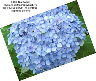 3 Gal. Big Daddy Hydrangea(Macrophylla) Live Deciduous Shrub, Pink or Blue Mophead Blooms