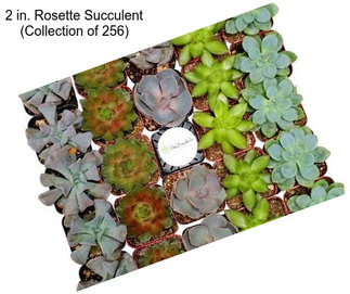 2 in. Rosette Succulent (Collection of 256)