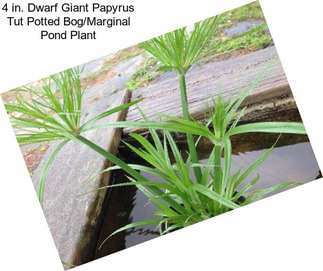 Live Dwarf Papyrus Tropical Marginal Pond Plant