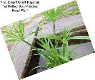 4 in. Dwarf Giant Papyrus Tut Potted Bog/Marginal Pond Plant