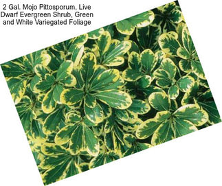 2 Gal. Mojo Pittosporum, Live Dwarf Evergreen Shrub, Green and White Variegated Foliage