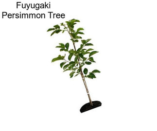 Fuyugaki Persimmon Tree