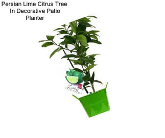 Persian Lime Citrus Tree  In Decorative Patio Planter