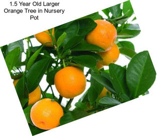 1.5 Year Old Larger Orange Tree in Nursery Pot