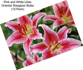 Pink and White Lilies Oriental Stargazer Bulbs (12-Pack)