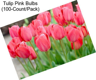 Tulip Pink Bulbs (100-Count/Pack)