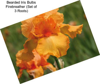 Bearded Iris Bulbs Firebreather (Set of 3 Roots)