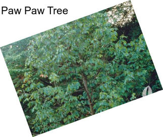 Paw Paw Tree