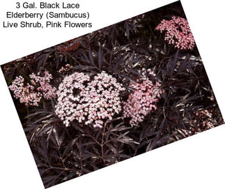 3 Gal. Black Lace Elderberry (Sambucus) Live Shrub, Pink Flowers