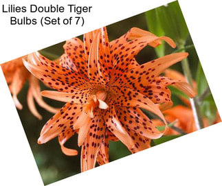 Lilies Double Tiger Bulbs (Set of 7)