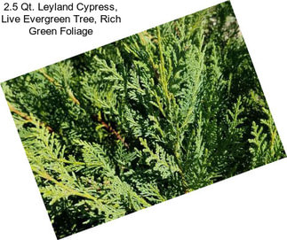 2.5 Qt. Leyland Cypress, Live Evergreen Tree, Rich Green Foliage