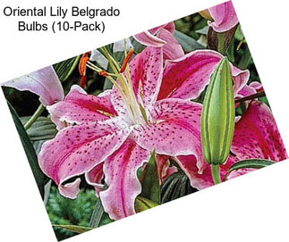 Oriental Lily Belgrado Bulbs (10-Pack)