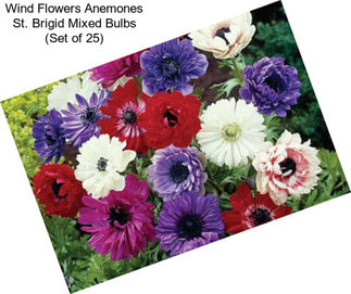 Wind Flowers Anemones St. Brigid Mixed Bulbs (Set of 25)