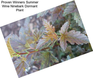 Proven Winners Summer Wine Ninebark Dormant Plant