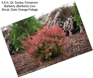 4.5 in. Qt. Sunjoy Cinnamon Barberry (Berberis) Live Shrub, Dark Orange Foliage