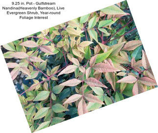 9.25 in. Pot - Gulfstream Nandina(Heavenly Bamboo), Live Evergreen Shrub, Year-round Foliage Interest