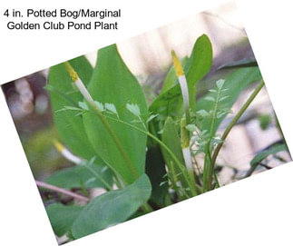 4 in. Potted Bog/Marginal Golden Club Pond Plant