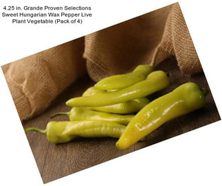 4.25 in. Grande Proven Selections Sweet Hungarian Wax Pepper Live Plant Vegetable (Pack of 4)