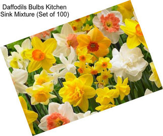 Daffodils Bulbs Kitchen Sink Mixture (Set of 100)
