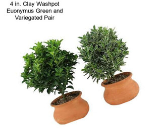 4 in. Clay Washpot Euonymus Green and Variegated Pair